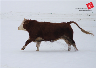 Thumbnail Postkarte Rind rennt